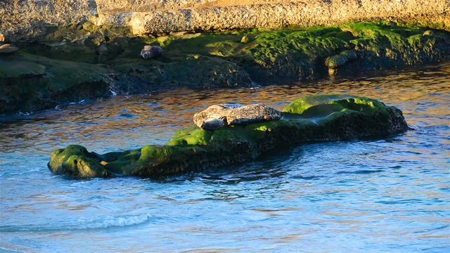 Seals on the rocks to sleep, sunbathe