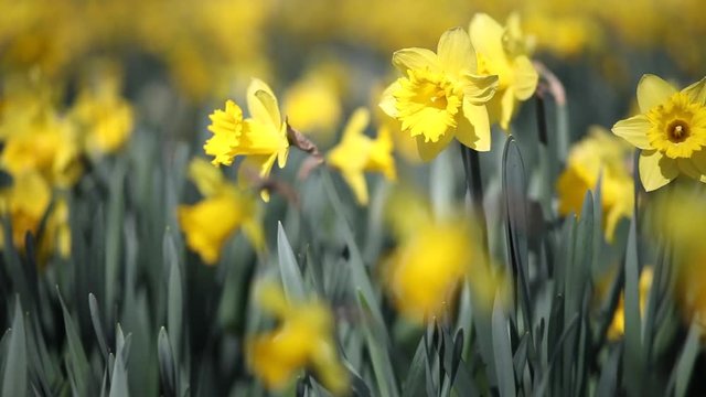 Yellow Daffodil Meadow Flowers Waving on Breeze