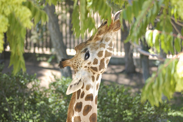 Giraffe eating leaves from a tree