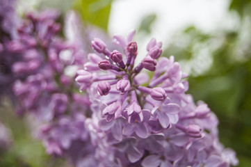 Macro violet flowers central position