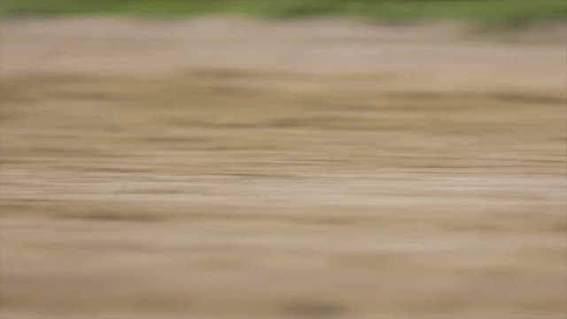 Harness racer speeding with galloping horse