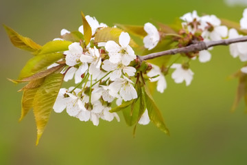 Spring trees blossom
