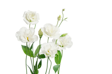 Beautiful eustoma flowers isolated on white background and free