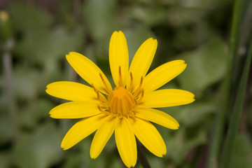 Yellow flower macro