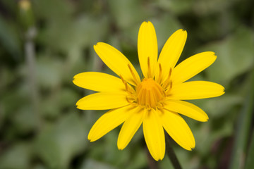 Yellow flower macro
