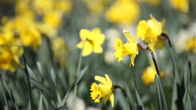 Spring Meadow Yellow Daffodil Flowers Waving on Breeze