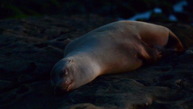 Seals on the rocks to sleep, sunbathe
