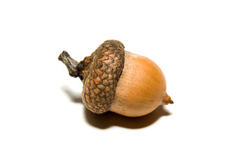 One  brown acorn  with hat on over white © zheltobriukh