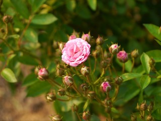Pink Rose
