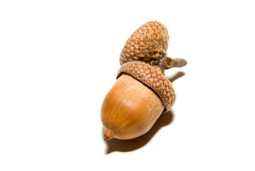 One  brown acorn  with hats on over white