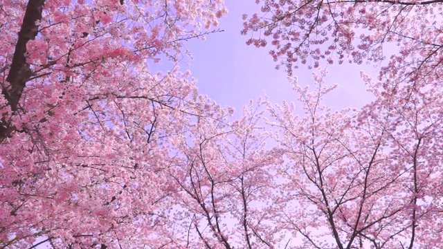 満開の桜と花吹雪