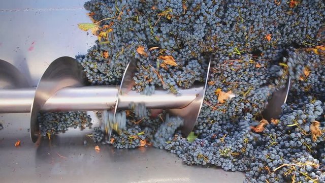 corkscrew crusher destemmer in winemaking with cabernet sauvignon grapes