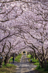桜のアーチ＠佐賀県武雄市