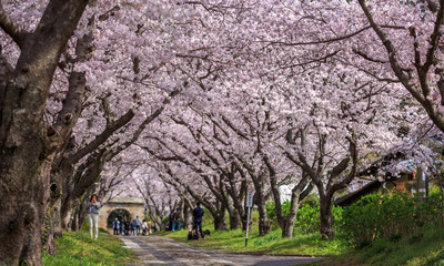 桜のアーチ＠佐賀県武雄市