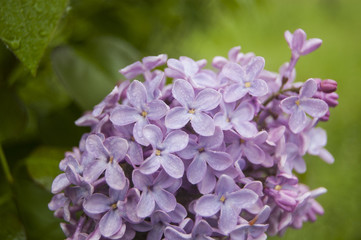 Fototapeta na wymiar Open violet flowers central position
