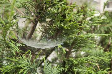 Spiderweb with morning dews