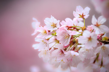 Fototapeta premium 桜の花