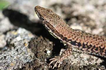 common wall lizard on stonewall