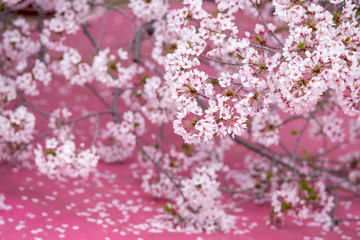 桜の花