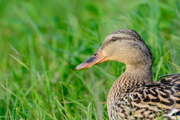 Mallard Female Grazing in Green Grass, Profile of head and front