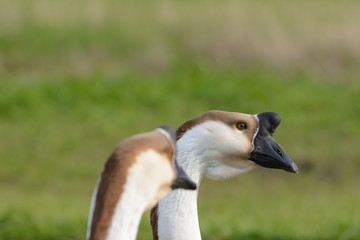 Two Chinese Swan Geese (head and neck) Selective focus foregroun