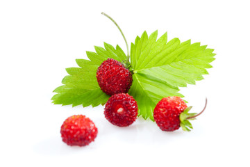 Vier Wald-Erdbeeren (Fragaria vesca), Walderdbeeren, Erdbeeren,