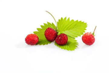 Vier Wald-Erdbeeren, Walderdbeeren, Erdbeeren, Früchte, Blättc