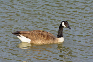 Solitary Canadian Goose swimming right as it turns toward the ca