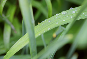 green grass with water droplet in sunshine