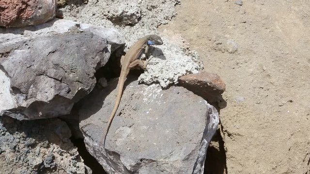 La Palma typical lizard Tizon Gallotia galloti palmae in La Palma Canary Island