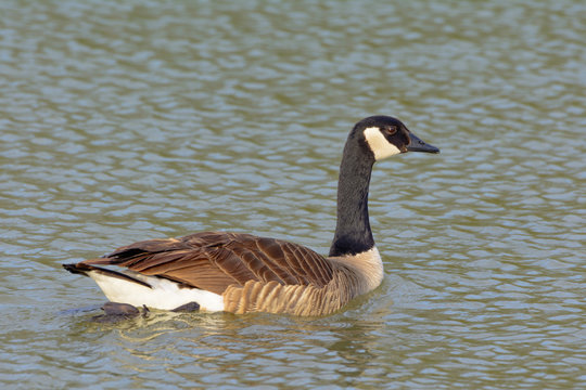 Canadian Goose Swimming in pond Neck extended