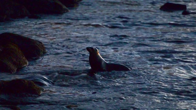 Seals on the rocks to sleep, sunbathe