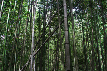 Fototapeta na wymiar Bambus, Wald in Japan