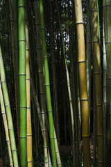 Bambus, Bambusrohre