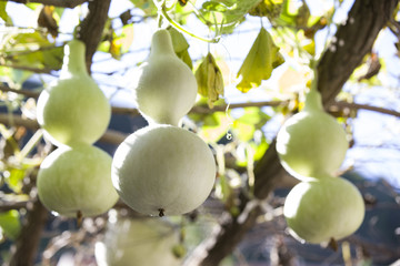Bottle shaped gourd