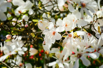 macro detail of a white magnolia