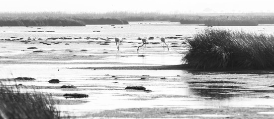 Fototapeta premium Flamants roses en noir et blanc