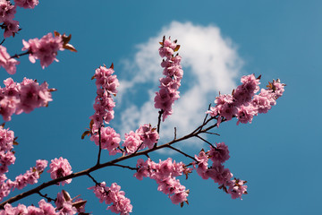 Blüten im Frühling am Kirschbaum unter blauem Himmel mit Wolke