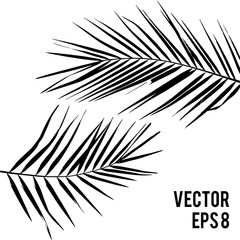 Obraz premium Plant Kentia. Vector illustration