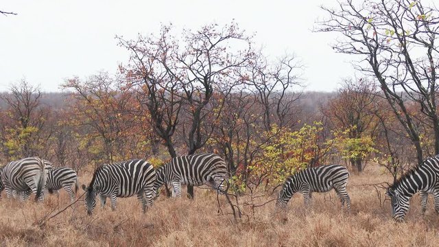 Plains Zebra (Equus quagga burchellii ) grazing between trees in autumn colors, while raining