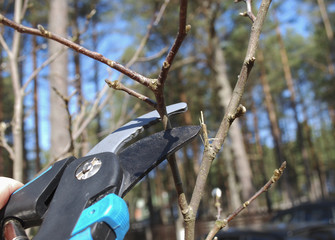 Pruning shears trees. Formation of tree crown. Spring works in the garden.