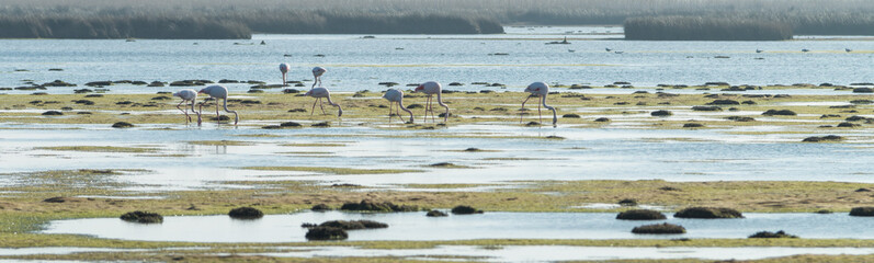 Flamants roses 