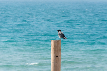Crow on the beach