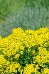 Fototapeta premium Yellow flower Spurge