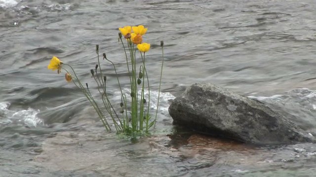 Flowers in the middle of a fast flowing stream in Qaqortoq, Greenland