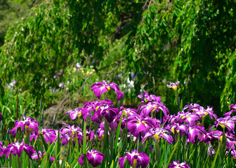 花菖蒲