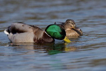 Mallard, Duck, Anas platyrhynchos