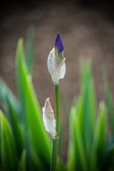 Blue Iris bud