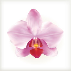 Pink Orchid flower, vector icon