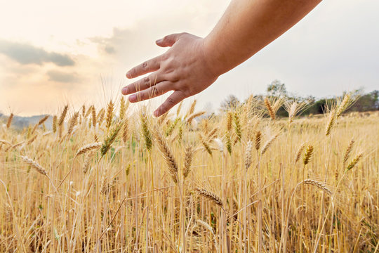 Hand touching top of wheat